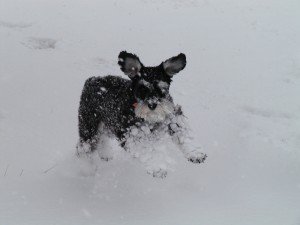 Gidget playing in the snow